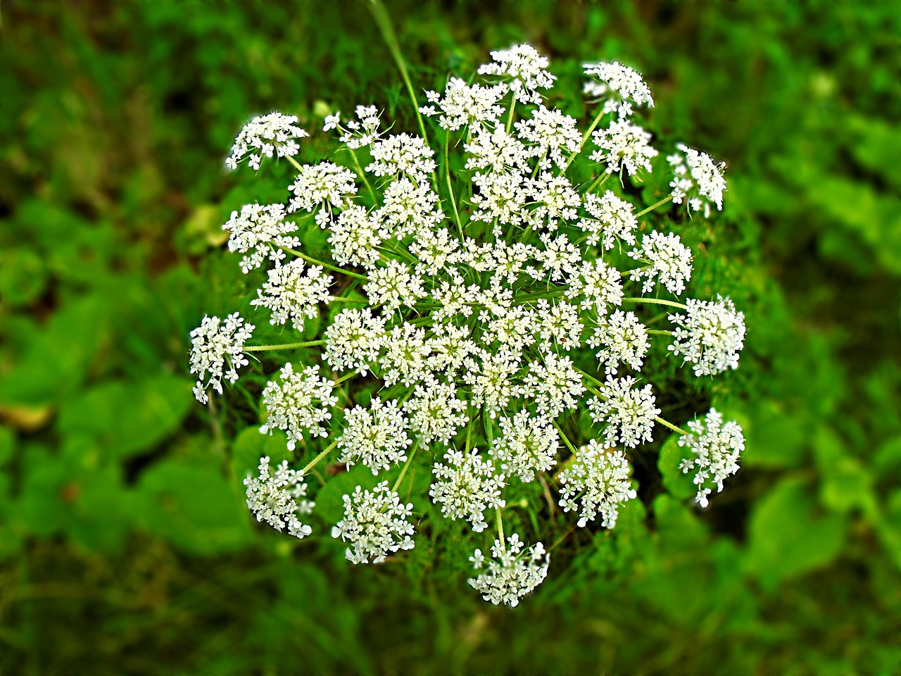 hemlock, plant, flower background, beautiful flowers, flower wallpaper, flower, garden, botany, nature, white, green
